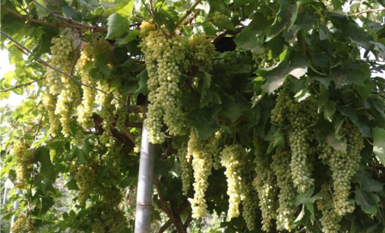 Gulzad-Group---Grapes