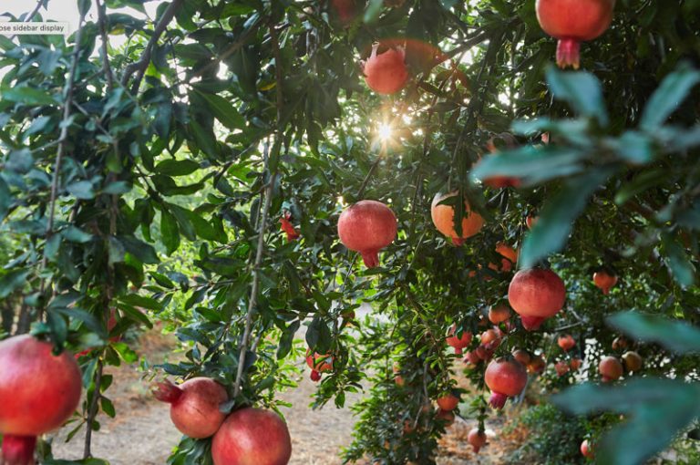 Gulzad-Group---Pomegranate